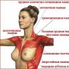 Как увеличить грудь с помощью упражнений: дома и в тренажерном зале